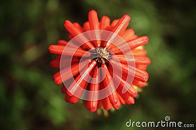 A rare and unusual flower, a torch lily, commonly called the red hot poker Stock Photo