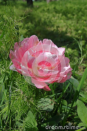 A rare variety of pink tulip Stock Photo