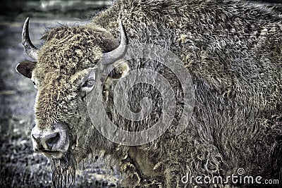 Rare White Buffalo Stock Photo