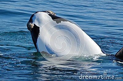 Rare white chinned S R whale Stock Photo