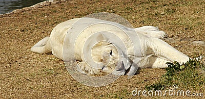 Rare White Lioness 01 Stock Photo