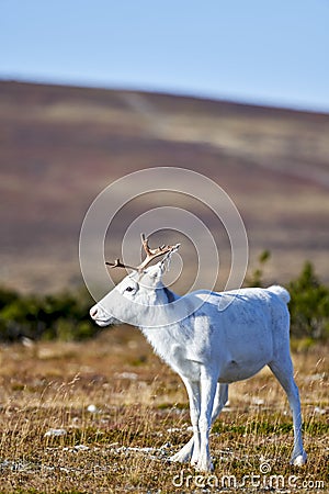 Rare White Reindeer Calf in Sweden Stock Photo