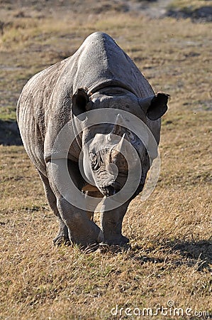 Rare white rhinos only live wild in South Africa Stock Photo