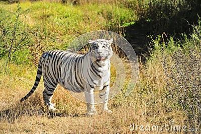 A rare white tiger in the wild Stock Photo