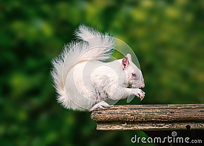 A rare wild white albino squirrel sitting on a wooden platform e Stock Photo