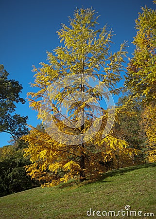 Rare yellow pine tree on a perfect cloudless day. Stock Photo