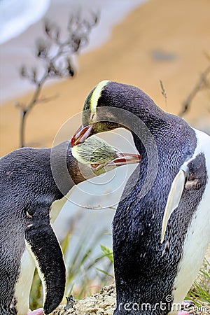 Rarest Yellow-eyed Penguin, megadyptes antipodes, New Zealand, South Islan Stock Photo