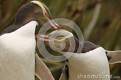 Rarest Yellow-eyed Penguin, megadyptes antipodes, New Zealand, South Islan Stock Photo