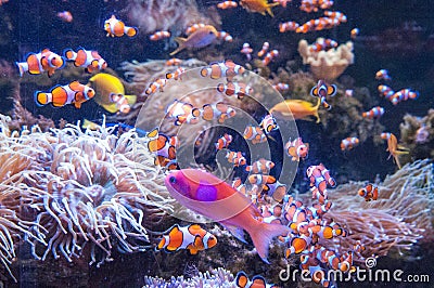 Rarotonga underwater Stock Photo