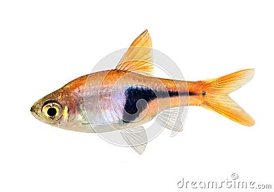 Rasbora Het Harlequin rasbora heteromorpha freshwater aquarium fish Stock Photo