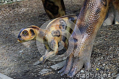 Details with a baby dinosaur model at an outdoors dino park in Romania Editorial Stock Photo