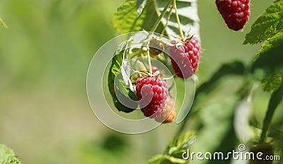 Raspberries bush in garden Stock Photo