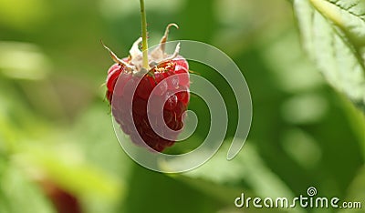 Raspberries bush in garden Stock Photo