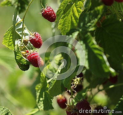 Raspberries bush in garden, summer Stock Photo