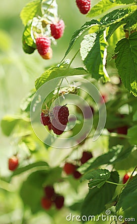 Raspberries bush in garden, summer Stock Photo