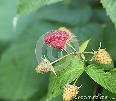 Raspberries bush in garden, summer Stock Photo