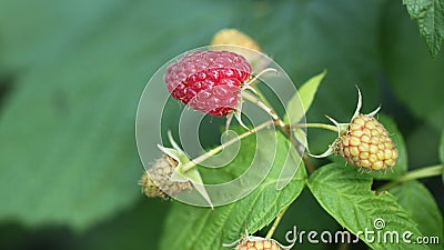 Raspberries bush in garden, summer Stock Photo