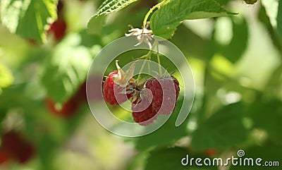 Raspberries bush in garden, summer Stock Photo