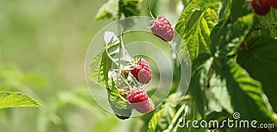 Raspberries bush in garden, summer Stock Photo