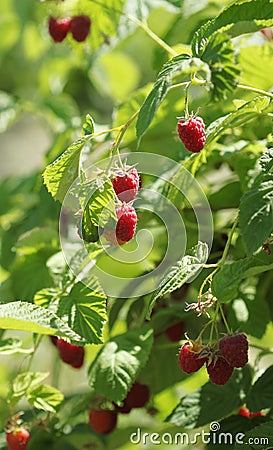 Raspberries bush in garden, summer Stock Photo