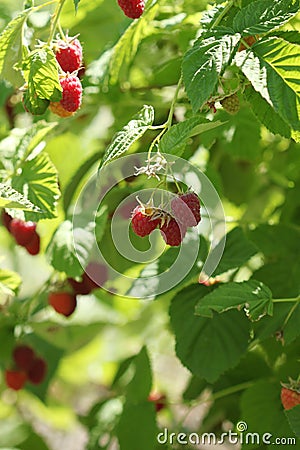 Raspberries bush in garden, summer Stock Photo