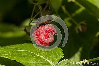 Raspberries on the bush Stock Photo