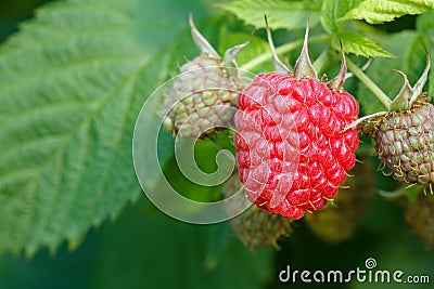 Raspberries on the bush Stock Photo