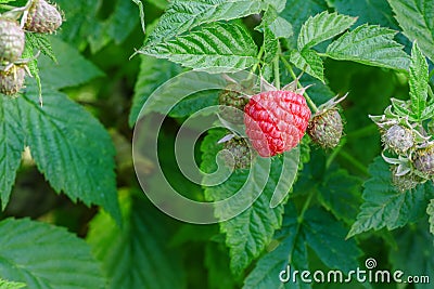 Raspberries on the bush Stock Photo