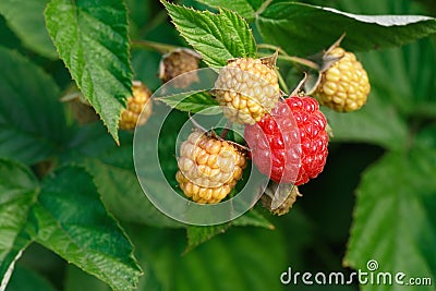 Raspberries on the bush Stock Photo