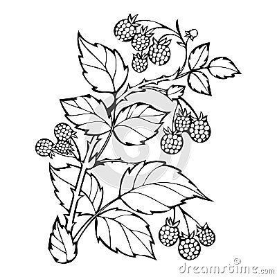 Raspberries coloring book, sketch, black and white illustration, monochrome. Branch raspberry leaves berries. Forest Vector Illustration