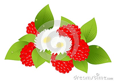 Raspberries and flowers Cartoon Illustration