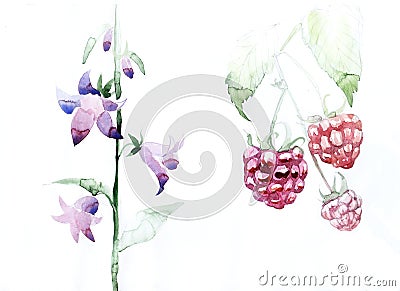 Raspberries fruit, leaves bell flowers graphic icon waterco Stock Photo