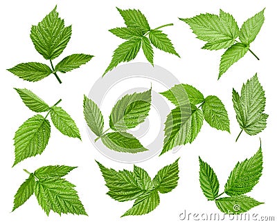 Raspberries leaves isolated on a white background Stock Photo