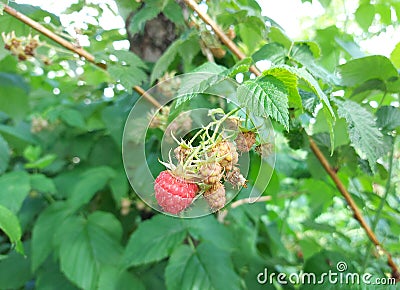 raspberries ripen on a twig in the garden. summer ripe berries. red and unripe fruits. growing gardening. harvest. Stock Photo