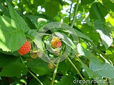 raspberries ripen on a twig in the garden. summer ripe berries. red and unripe fruits. growing gardening. harvest. Stock Photo