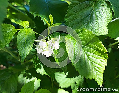 raspberries ripen on a twig. unripe berries in the garden, green leaves. Stock Photo