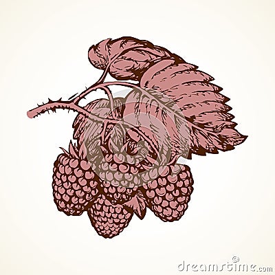 Raspberries. Vector illustration Vector Illustration