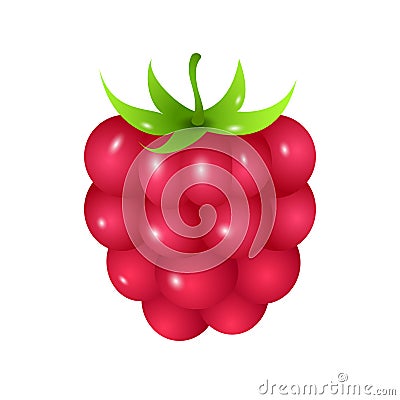 Raspberry Vector Illustration