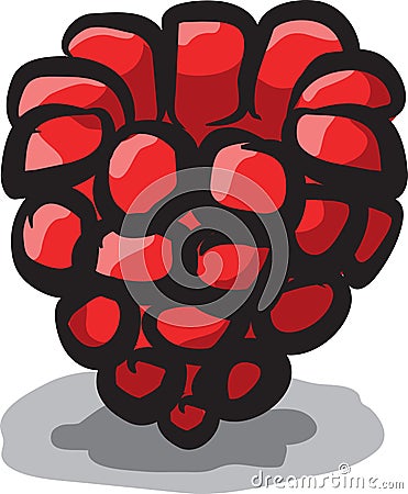 Raspberry Vector Illustration