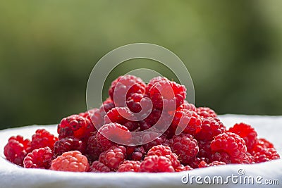Raspberry basket / raspberry bush branch / growing raspberries Stock Photo