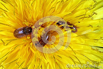 Raspberry beetle Byturus tomentosus. It is a beetles from fruit worm family Byturidae a major pest raspberry, blackberry and other Stock Photo