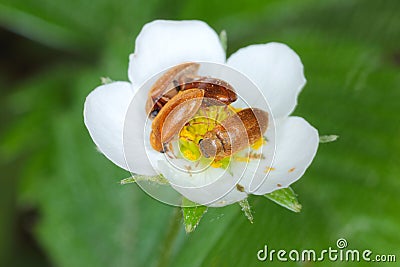 Raspberry beetle Byturus tomentosus. It is a beetles from fruit worm family Byturidae a major pest raspberry, blackberry and other Stock Photo