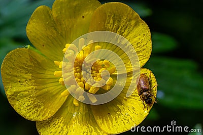 Raspberry beetle, Byturus tomentosus, on flower. These are beetles from the fruit worm family Byturidae, the main pest that Stock Photo