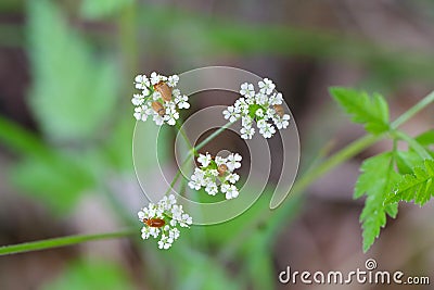 The raspberry beetle Byturus tomentosus on flower. It is a beetles from fruitworm family Byturidae a major pest affecting raspbe Stock Photo