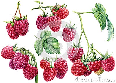 Raspberry berries on an isolated white background. Watercolor botanical illustration Cartoon Illustration