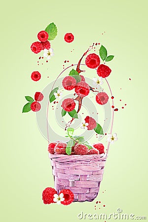 Raspberry berries levitating on a green background. Selective focus. Raspberry background. Stock Photo
