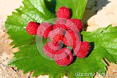 Raspberry berry paradise. Stock Photo