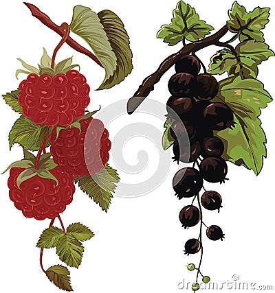 Raspberry and black currant Vector Illustration