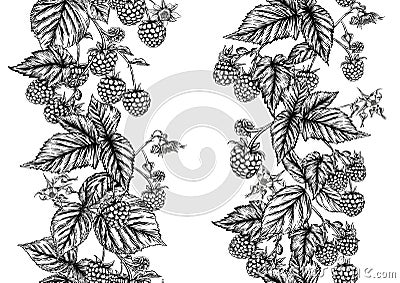 Raspberry or blackberry. Ripe berries on branch. Seamless pattern, background Vector Illustration