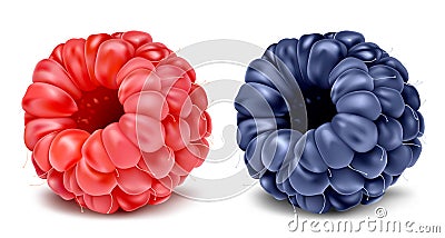 Raspberry and blackberry. Vector Illustration